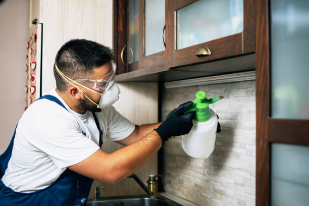 Best Flea Control Services  in North Aurora, IL