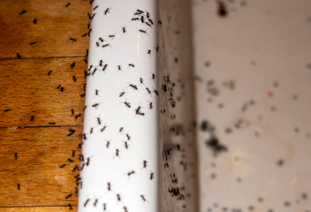 Best Insect Control  in North Aurora, IL