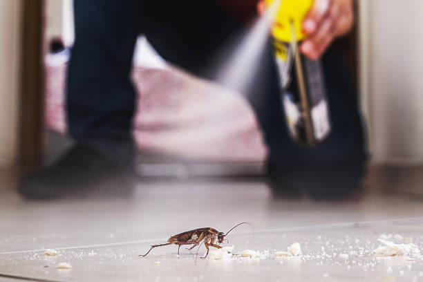 Best Affordable Pest Control Services  in North Aurora, IL